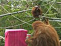 Orangutan Birthday