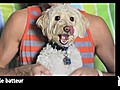 Vidéo Buzz: Voici Charly,  le chien qui fait du rock !
