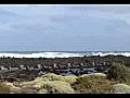 Griffiths Island Australia - Searching for Shearwater