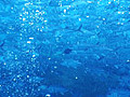 Fishes Stock Footage