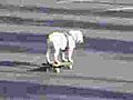 Skateboard con il cane,  da sballo