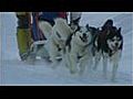 Les chiens de traineaux à Formigal