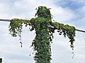 Vine in NC Town Said to Resemble Jesus