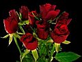 Time-lapse Of Opening Red Roses Bouquet ALPHA Matte 3 Stock Footage