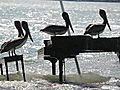 Piano On Sandbar Confuses Everyone