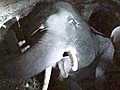Baby elephant stuck in manhole