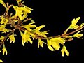 Time-lapse Of Opening Forsythia Flowers Isolated On Black 2b Stock Footage