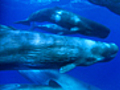 A Sperm Whale Family