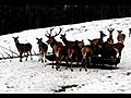 Rotwild im Wind - Wildgehege Hellenthal