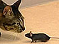 Fear no feline! These mice aren&#039;t scared of cats