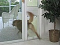 DoggieDoors - Petsafe Pet Doors For Your Dog or Cat