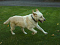 Dog running in grass,  slow motion