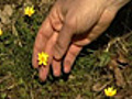 Flowers blooming earlier: scientists