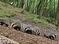 Plans for license to cull badgers