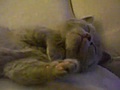 [Muy Tierno] Un gatito con sueño