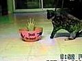 Cat Gets SPOOKED