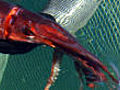 Humboldt squid