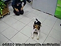 981213 親和力測試-中和收容所//待認養犬隻座號：981008f693 小米 (米格魯)