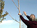 Training Young Trees for Structure and Form/Wildland Fire: How Can We Live With It?