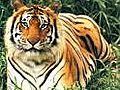How safe is the tiger in Kaziranga?