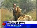 African Lions Accept Man as One of Their Own