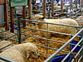 Royal Welsh Show: 2010: Day 1