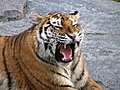 Siberian Tiger Yawning Stock Footage