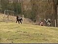 Enfant sur un poney attaqué par une autruche