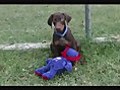 Magoo Red Doberman Puppy For Sale Carries a Mouse All Ove the Yard