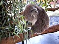 990613caversham wildlife park-koala