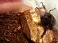 カブトムシが鳴いた!?!?