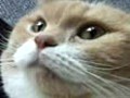 チャイの動く口元にござる。