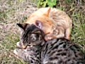 子猫2匹でひなたぼっこ