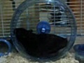 My Hamster(黑糖) Get Crazy At Night...lol