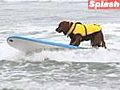 SNTV - Surf’s up doggy style
