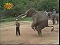 Indian Trained Elephant