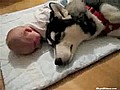 Dog Howling With Baby