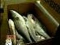 Seafood Business May Improve Since Gulf Opened