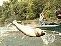 Holy Carp! Flying Fish in Illinois