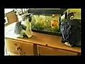 Cat Funny Video