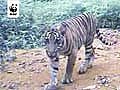 Tiger Mom and Cubs in Sumatran Jungle