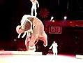 Elephant Does The One Foot Spin