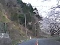 桜満開の海津大崎 23