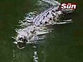 Man swims with 17foot / 5m Crocodile