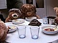 Come Dine with Teddy