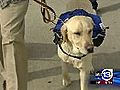 Dog’s sense of smell can save lives