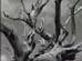 Celebrating The Bristlecone Pine With Song,  Photos