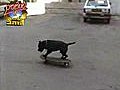 Skateboarding dog