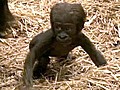 Baby gorilla’s first steps caught on video