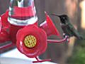 How To Attract Hummingbirds To Your Yard